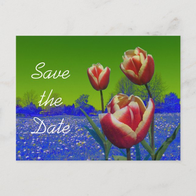 Cartão Postal De Anúncio tulipas flores salvam a data (Frente)