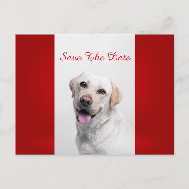 Cartão Postal De Anúncio White Labrador (Frente)