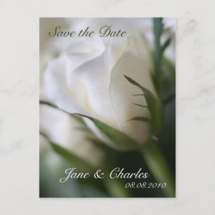 Cartão Postal De Anúncio White Rose ・ Salve o Cartão-Postal de Data