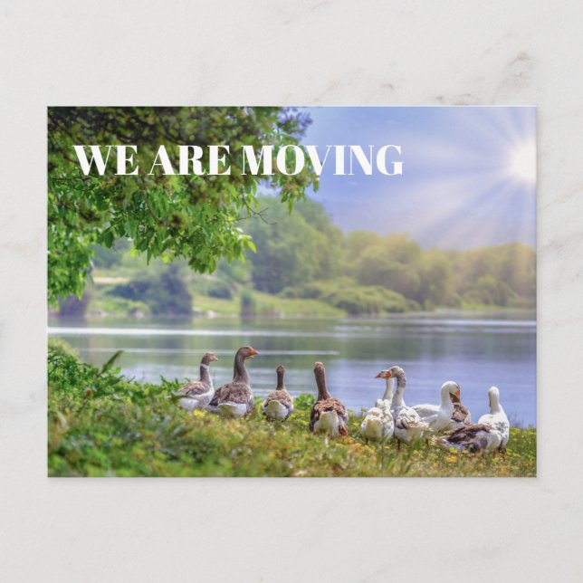 Cartão Postal De Anúncio Wild Geese Lake Blue Sky Sunshine Change Address (Frente)
