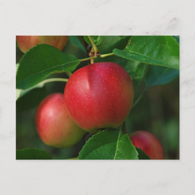 Cartão postal de Apple Summerred (Frente)