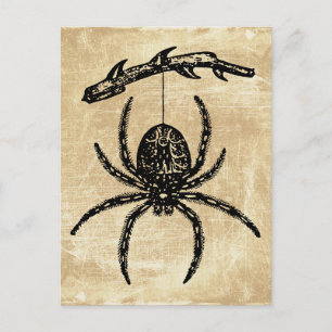 Cartão postal de aranha antiga pendurada no galho