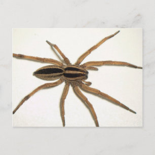Cartão postal de aranha-lobo raivosa.