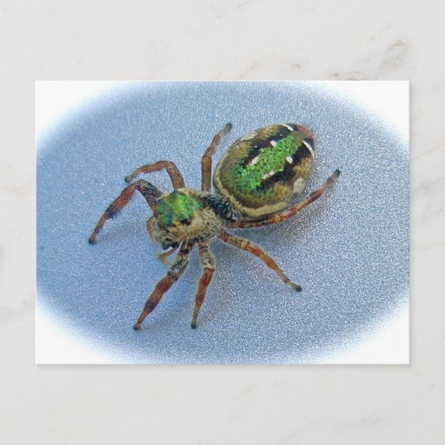 Cartão postal de Aranha-Pulga Verde (Salticidae) (Frente)