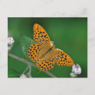 Cartão postal de Argynnis paphia