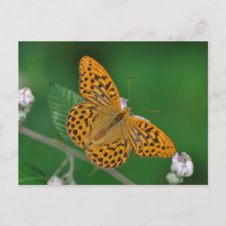 Cartão postal de Argynnis paphia