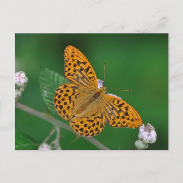 Cartão postal de Argynnis paphia (Frente)
