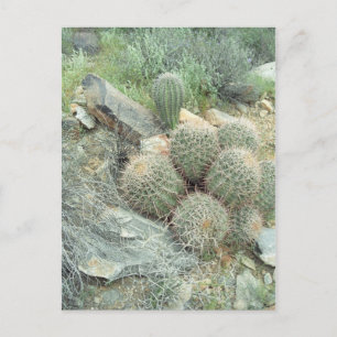 Cartão postal de Arizona Saguaro Swirl Cactus Son