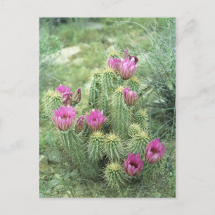 Cartão postal de Arizona Sonoran do Deserto de Tri