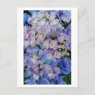 Cartão postal de Arte Botânica com Hydrangea Azu