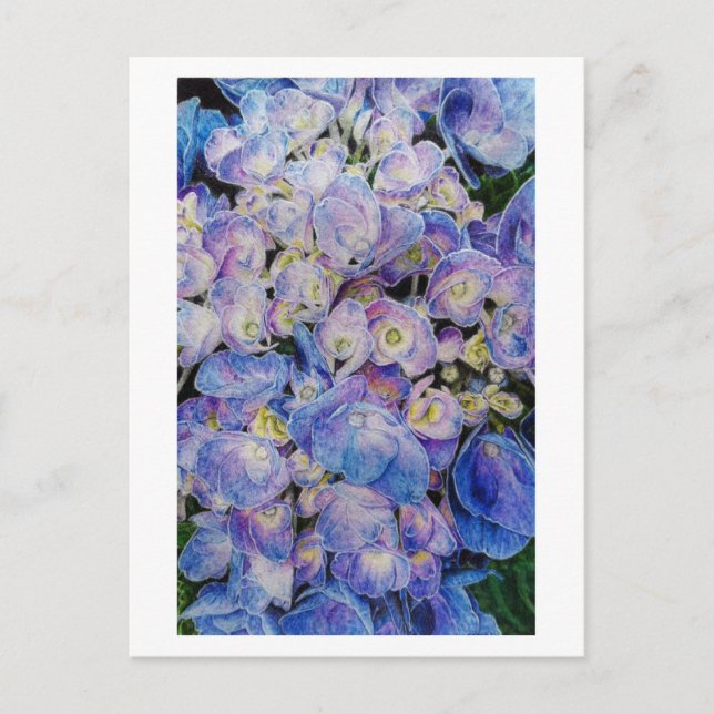 Cartão postal de Arte Botânica com Hydrangea Azul (Frente)