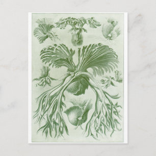 Cartão Postal de Arte de Ernst Haeckel: Filicinae