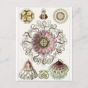 Cartão Postal de Arte de Ernst Haeckel: Peromedusa