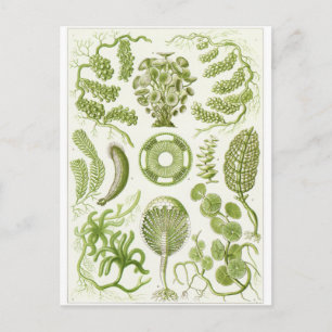 Cartão postal de arte de Ernst Haeckel: Siphoneae