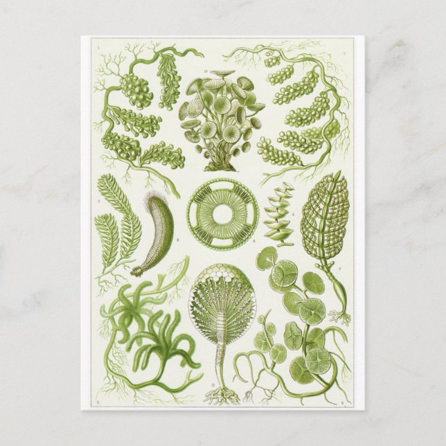 Cartão postal de arte de Ernst Haeckel: Siphoneae (Frente)
