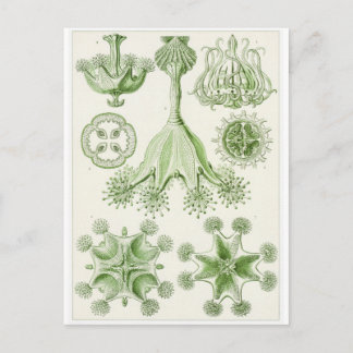 Cartão Postal de Arte de Ernst Haeckel: Stauromedu