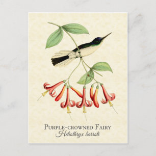 Cartão postal de arte do beija-flor com coroa roxa
