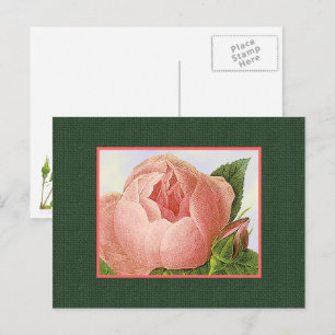 Cartão postal de arte em branco com rosa botânica