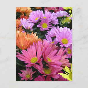 Cartão Postal de Arte Fotográfica de Margaridas Co