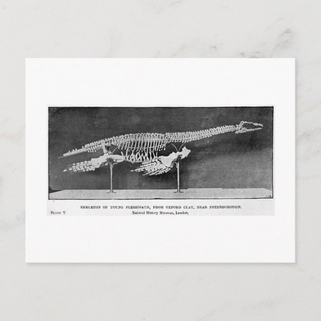 Cartão postal de arte Plesiosaur (Frente)