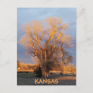Cartão postal de árvore de algodão do Kansas ou