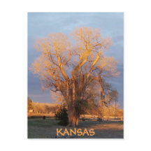 Cartão postal de árvore de algodão do Kansas ouro