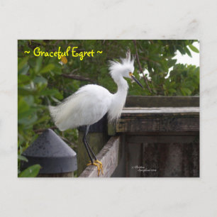 Cartão postal de ave Egret Graceful fluffy