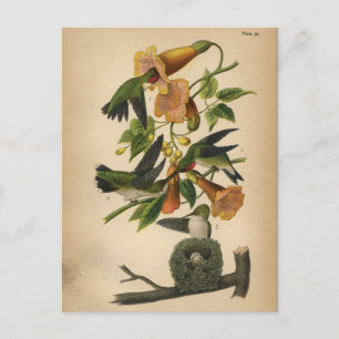 Cartão postal de aves de 1890