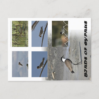 Cartão postal de aves de Chipre