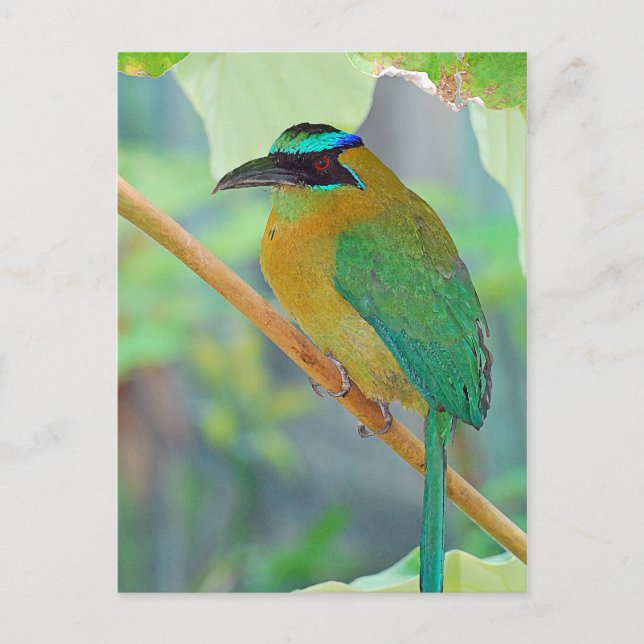 Cartão postal de aves exótico (Frente)