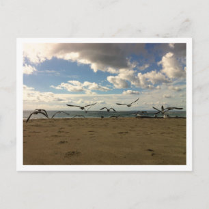 Cartão postal de aves voadoras