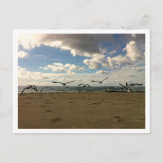 Cartão postal de aves voadoras