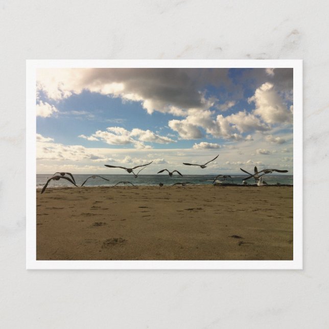 Cartão postal de aves voadoras (Frente)