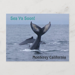 Cartão postal de baleia da Califórnia em Monterey