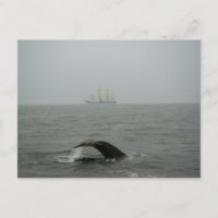 Cartão postal de Baleia Humpback e Navio Alto 2