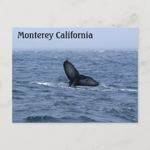 Cartão postal de baleia Monterey California