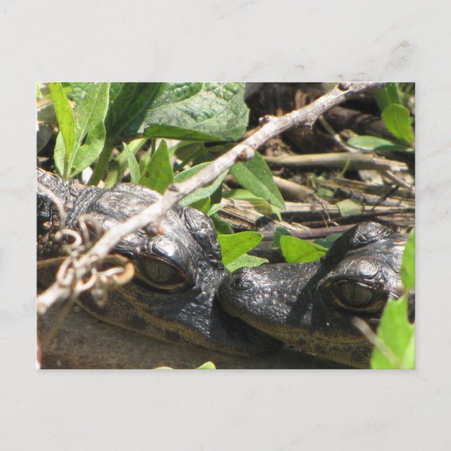 Cartão postal de Bebês Alligator (Frente)