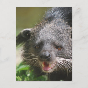 Cartão postal de binturong