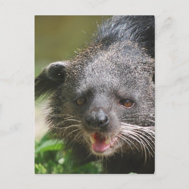 Cartão postal de binturong (Frente)