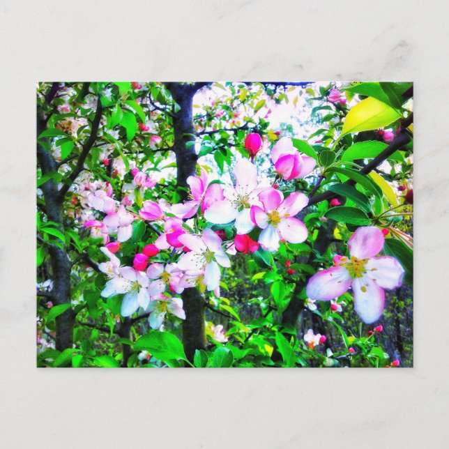 CARTÃO POSTAL DE BLOSSOMS DE MAÇÃ (Frente)