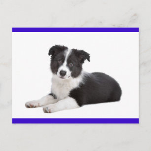 Cartão Postal de Boas Vindas com Cachorrinho Borde