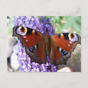 Cartão postal de borboleta marrom e roxa com flore