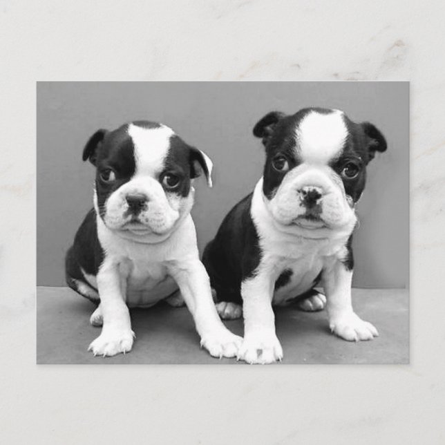 Cartão postal de Boston Terrier Puppies (Frente)