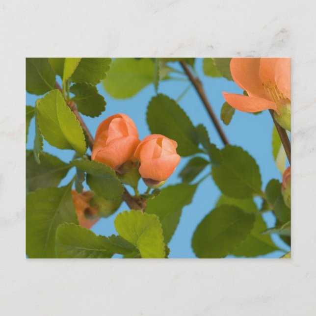 cartão postal de botões de flor (Frente)