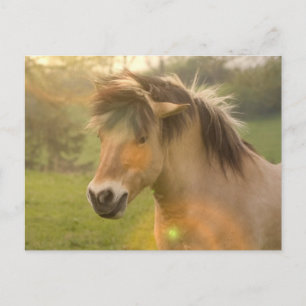 Cartão postal de Buckskin Pony
