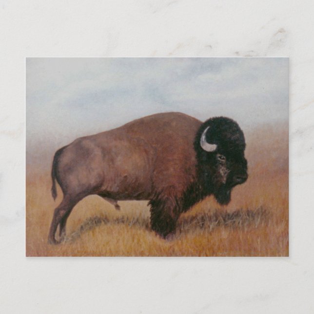 Cartão Postal de Buffalo (Frente)