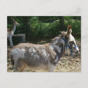 Cartão postal de burro
