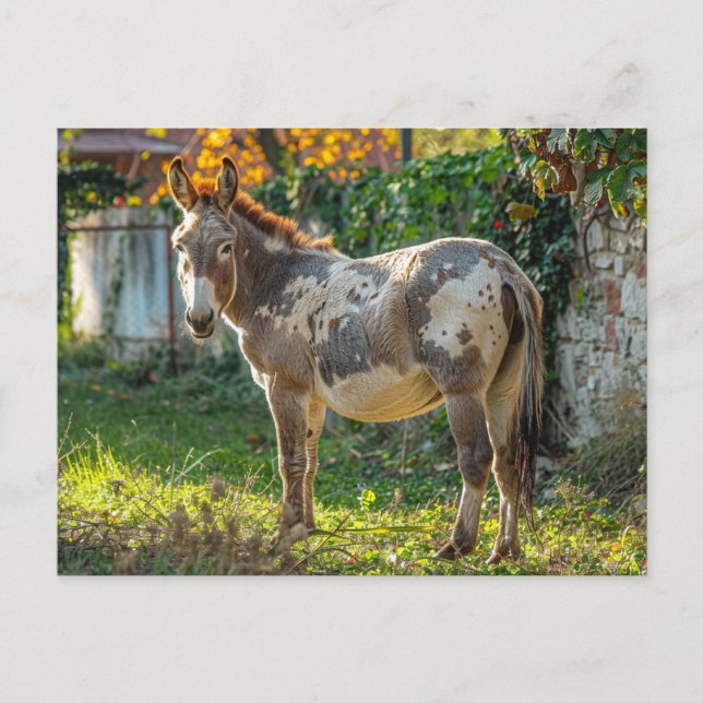 Cartão Postal de Burro Malhado  (Frente)