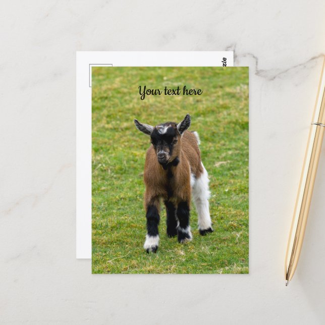 Cartão postal de cabrito de cabra anã (Frente/Verso In Situ)