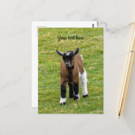 Cartão postal de cabrito de cabra anã